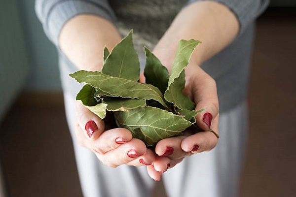 Bobkový list – koření na detoxikaci a další
